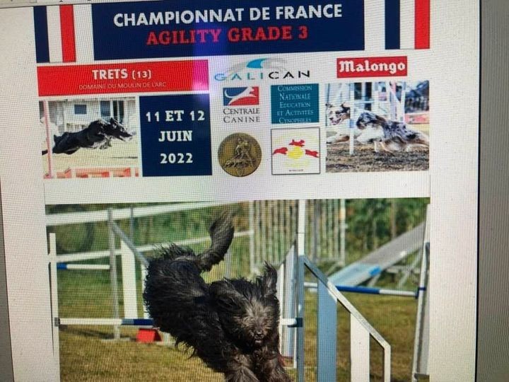 du Jardin aux Eglantines - 2e CHAMPIONNAT DE FRANCE POUR LIVANN/ AGILITY