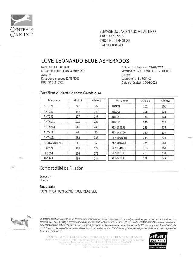 Multi ch jeune -cot 2 -  love leonardo blue asperados