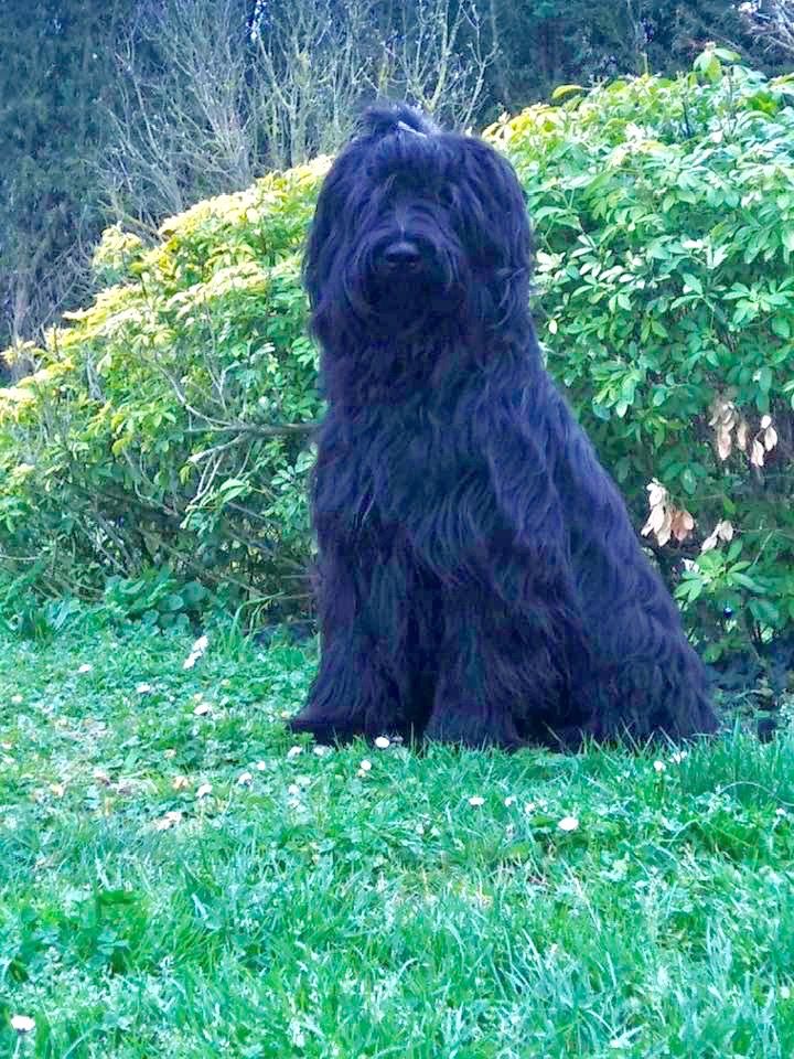 Thor du Jardin aux Eglantines
