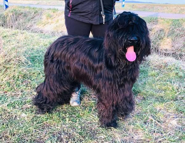 Vayko black pearl du Jardin aux Eglantines