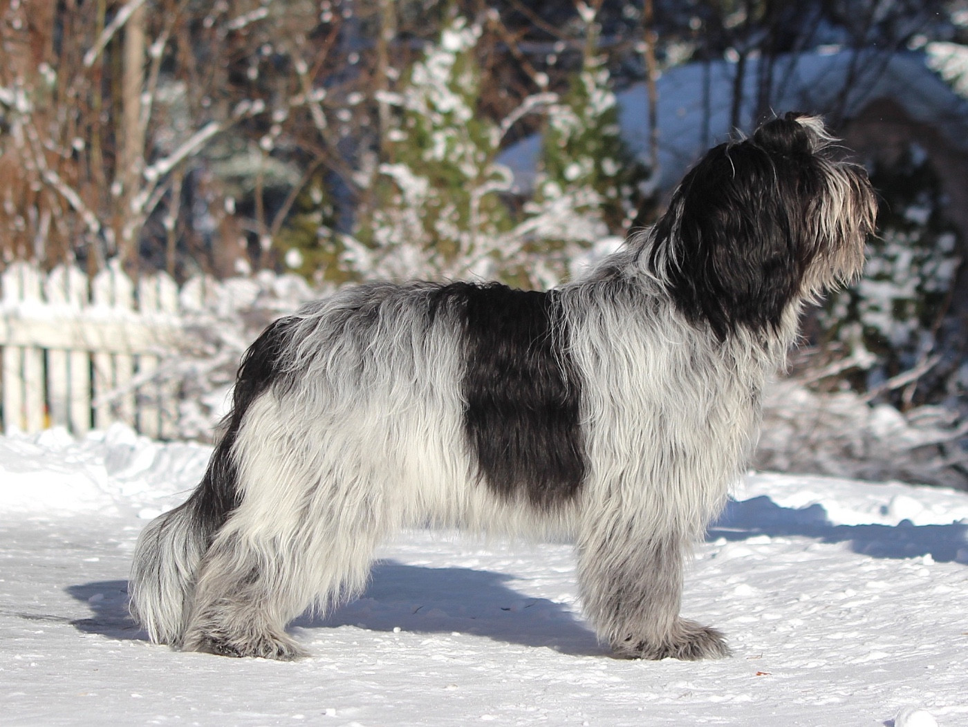 Amelie meeme du Jardin aux Eglantines