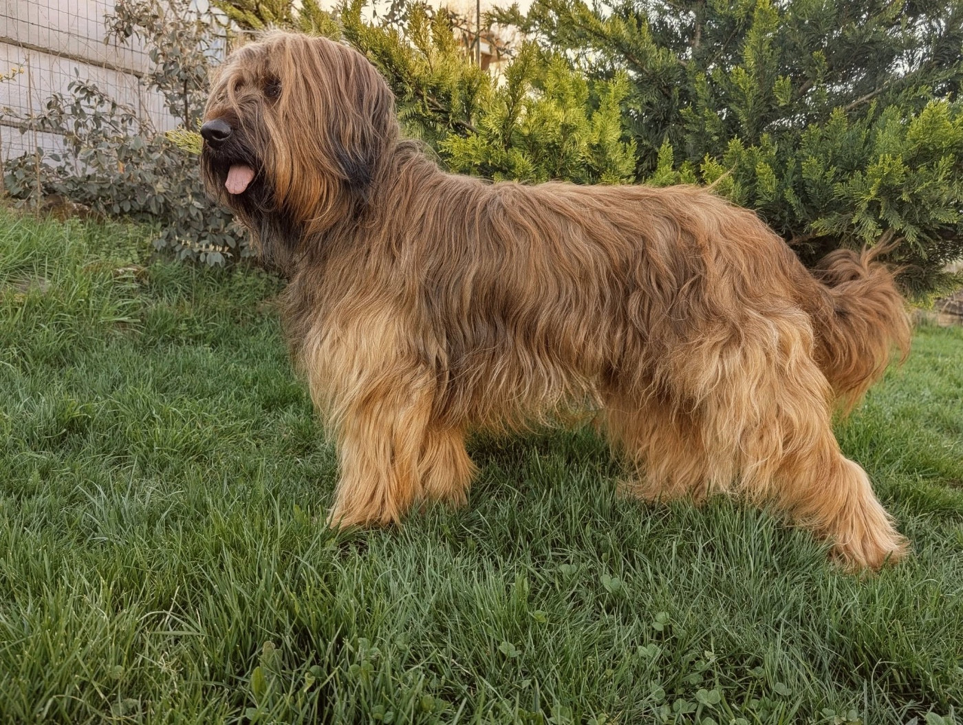 CH. Cot 3 - u'bailey Du Pays Des Hautes Marches