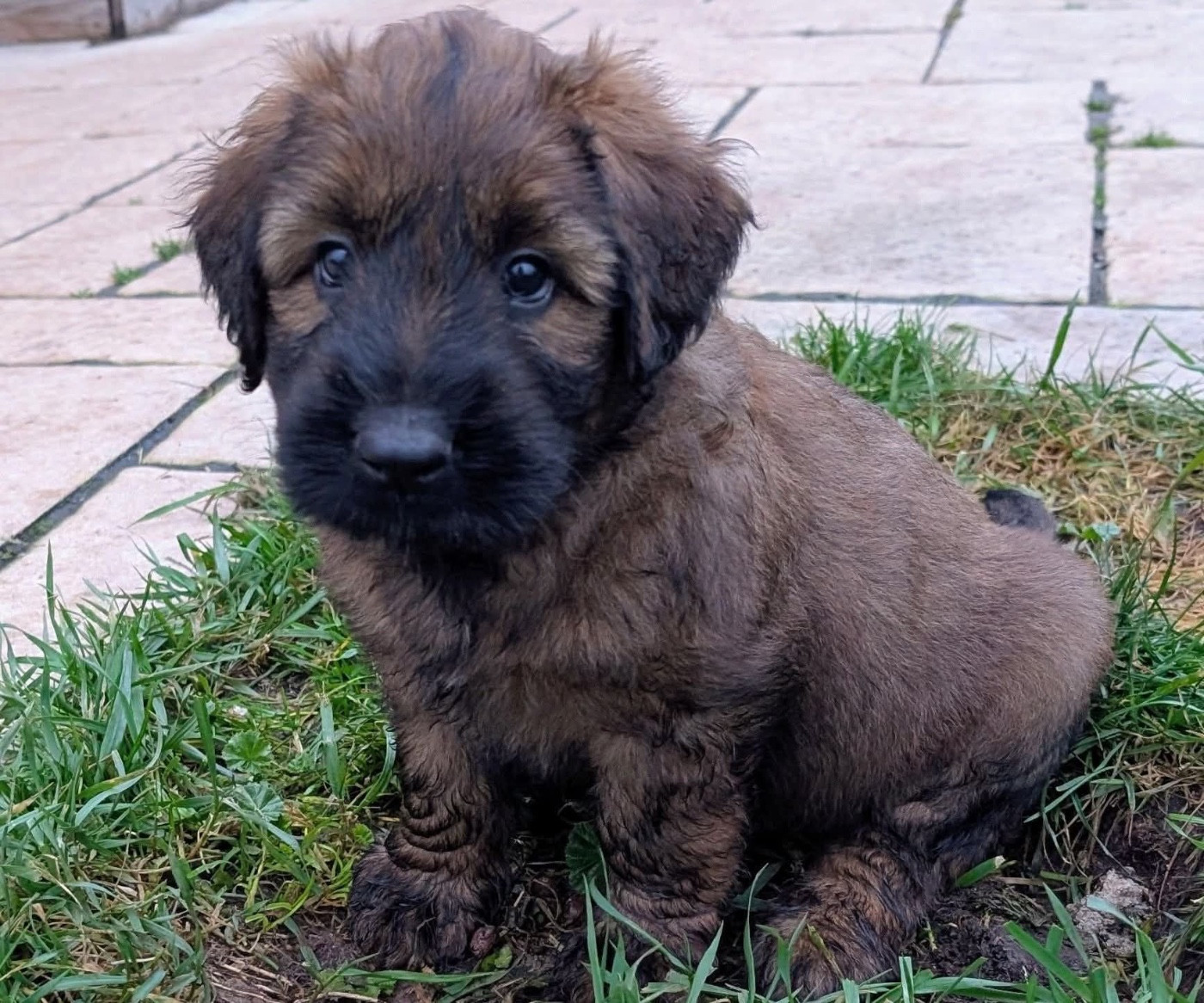 AXL RAID du Jardin aux Eglantines