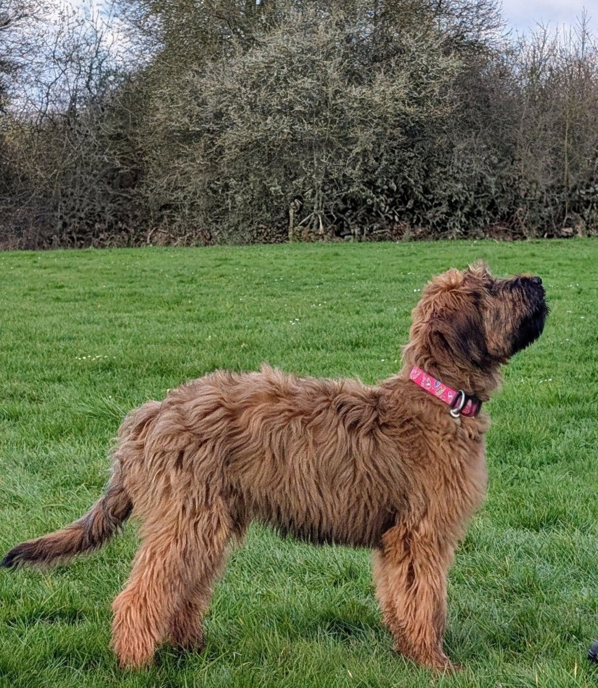 ABIGAIL BILOURAID du Jardin aux Eglantines