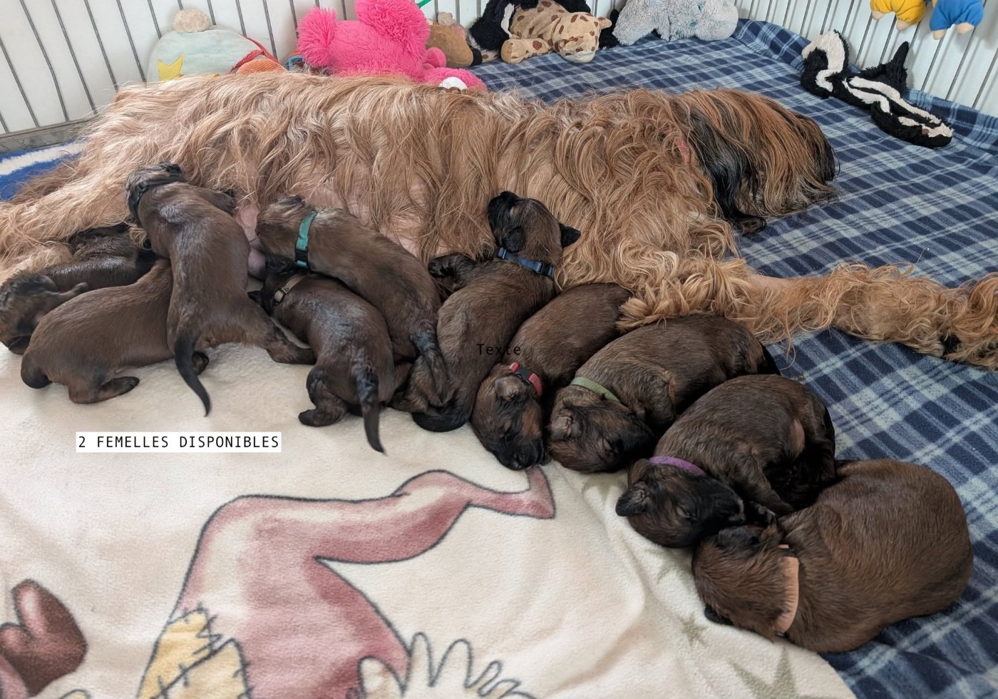 2 PETITES FEMELLES DISPONIBLES