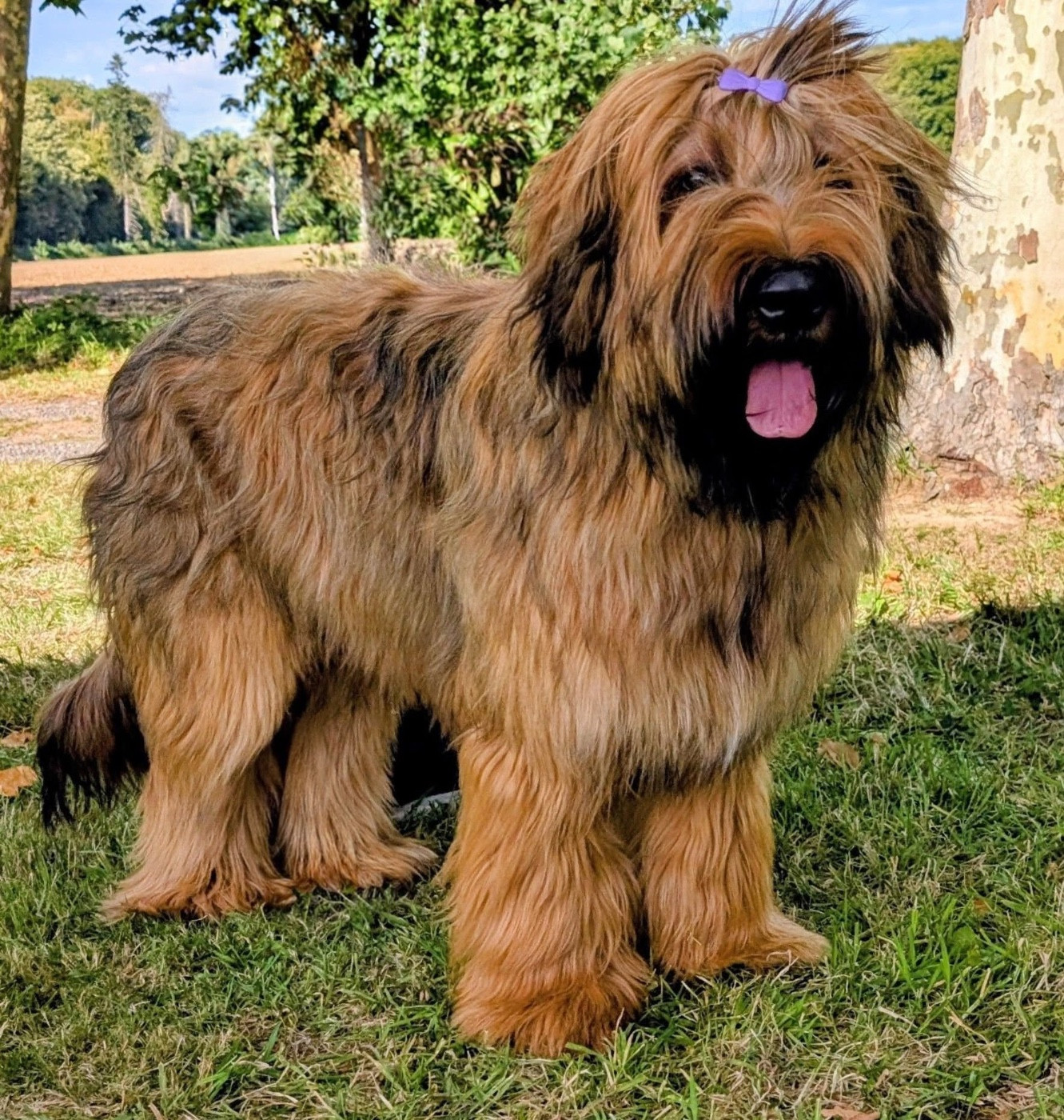 du Jardin aux Eglantines - VOLTAIRE SOLORAID BIENTÖT DISPONIBLE POUR SAILLIES