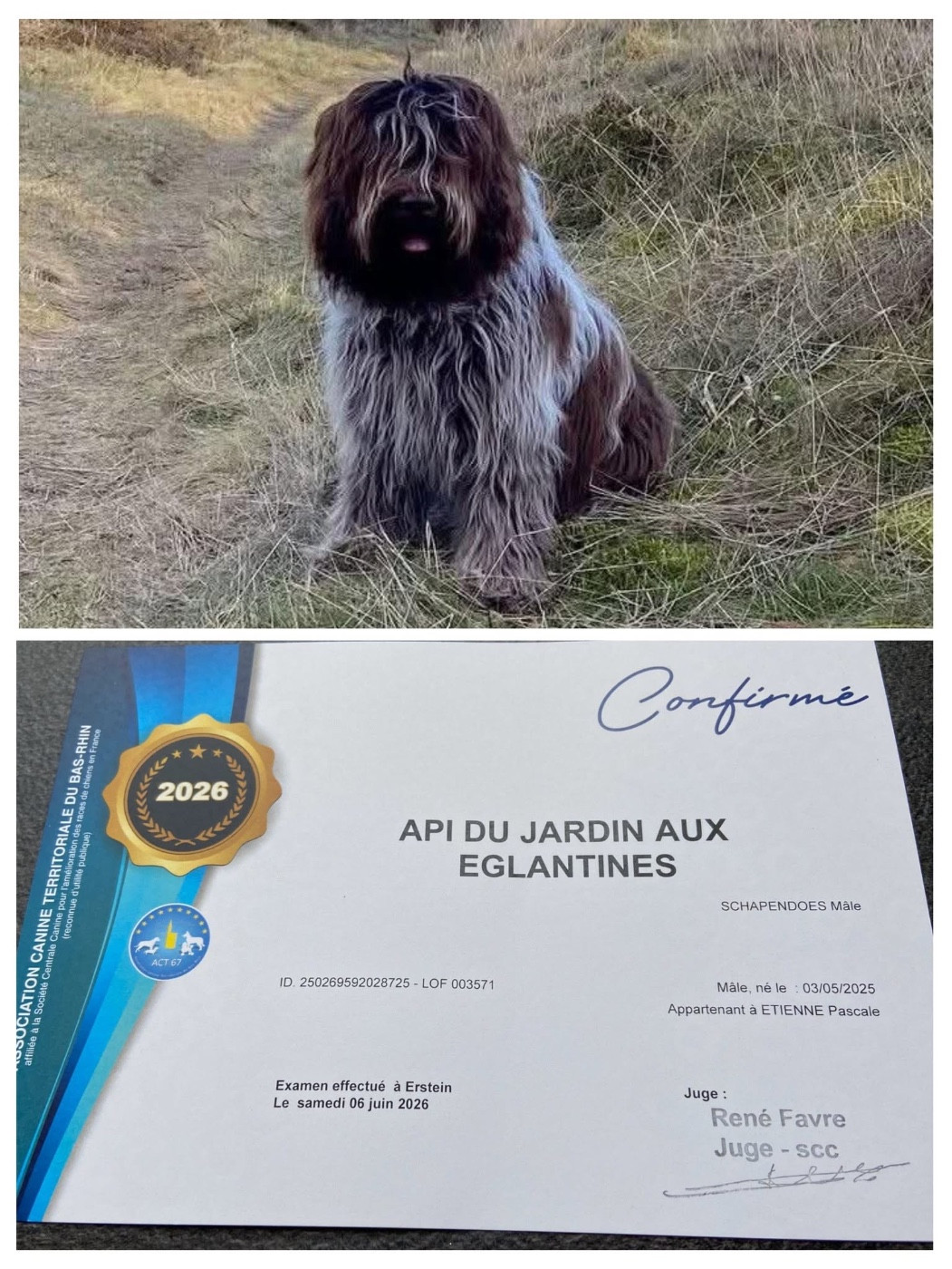 API EST CONFIRME