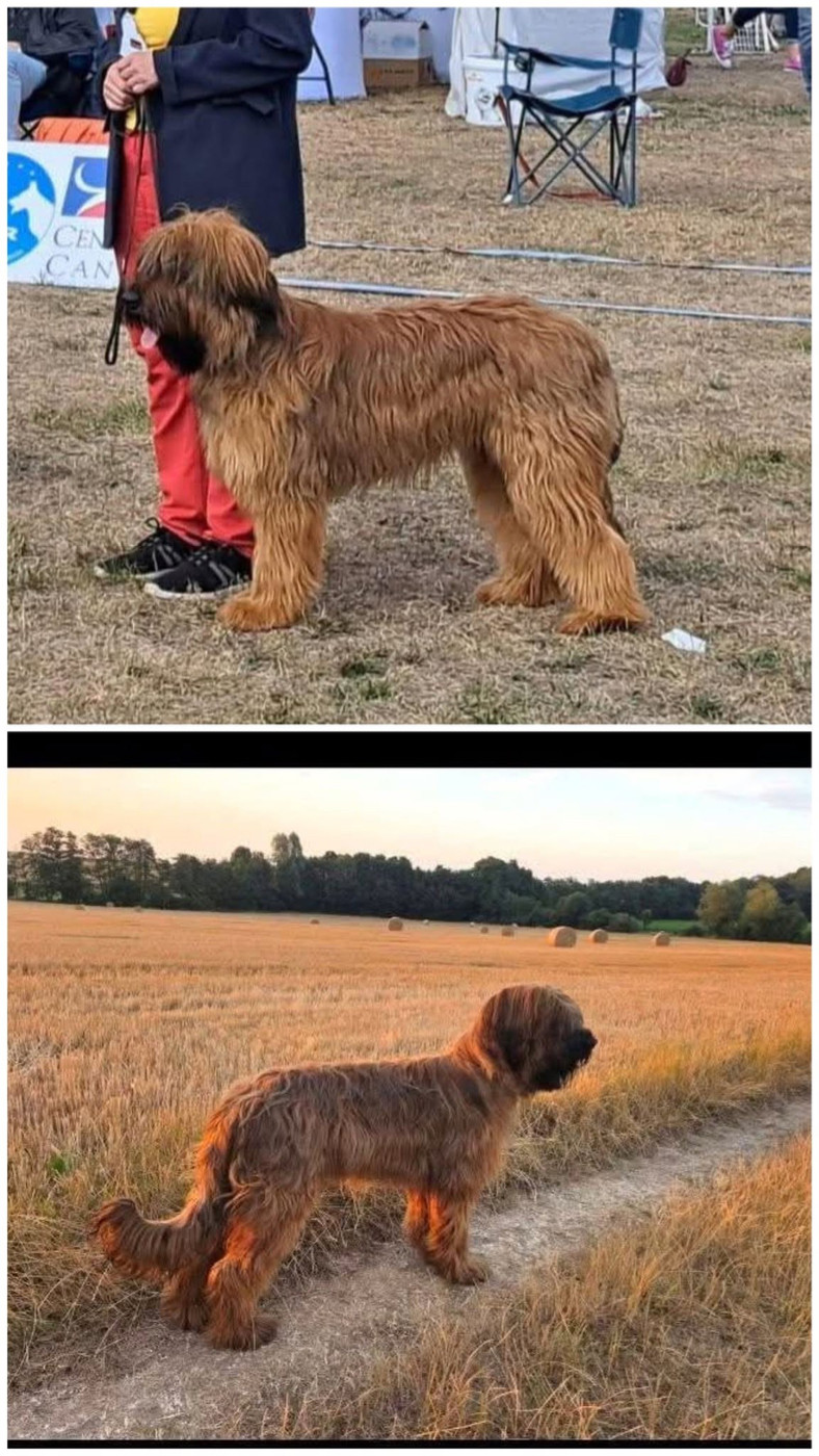 ENCORE 2 JEUNES DANS LE TOP 10 - 2026 - - DOG REVELATIONS AWARD