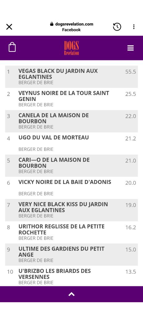 VEGAS ELU PLUS BEAU BRIARD JEUNE