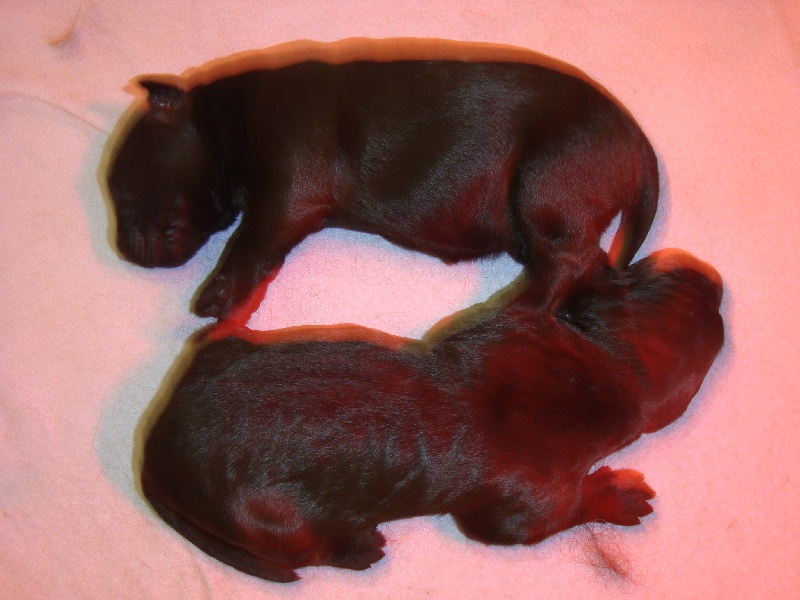 CHIOTS DE ASHLEY ET ERAGON nés le 29 mai 2012