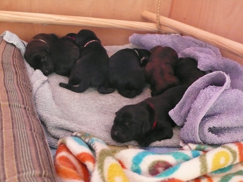 LES CHIOTS DE KOUMBA ET CHE