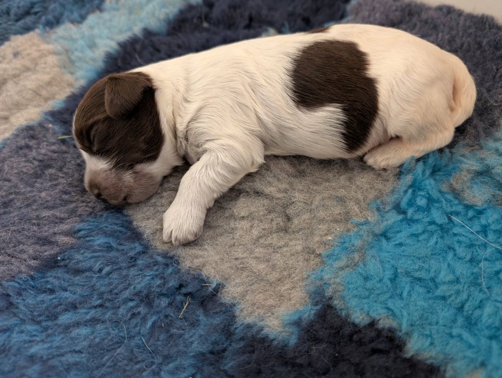 du Jardin aux Eglantines - Chiots disponibles - Schapendoes