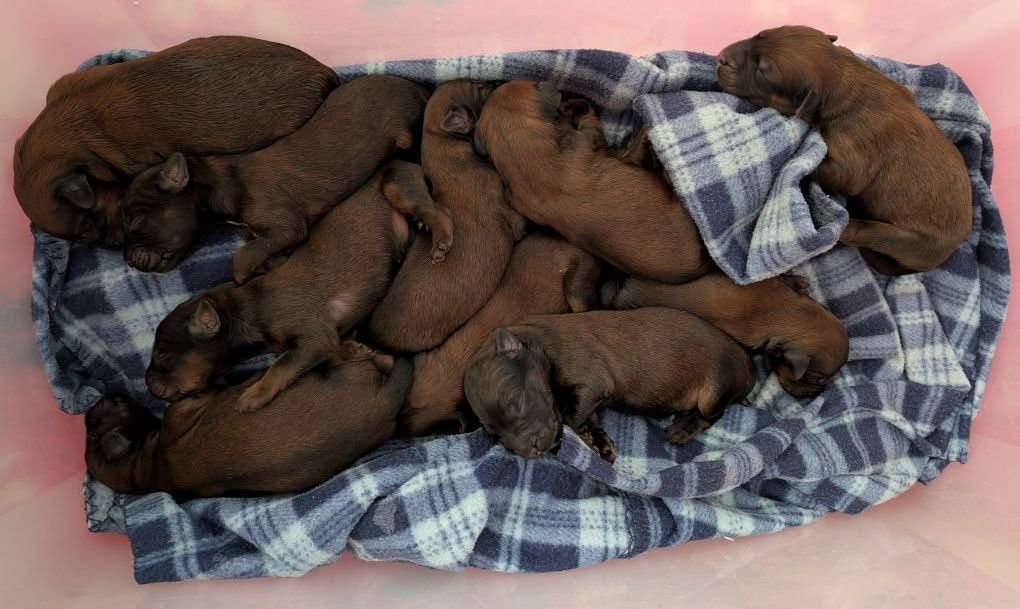 Chiot Berger de Brie du Jardin aux Eglantines