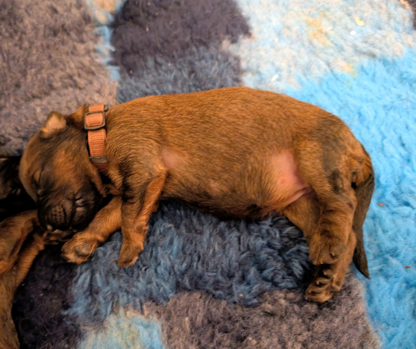 du Jardin aux Eglantines - Chiots disponibles - Berger de Brie