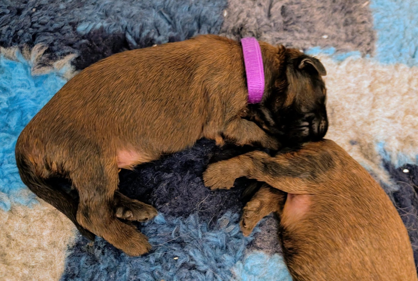 du Jardin aux Eglantines - Chiots disponibles - Berger de Brie