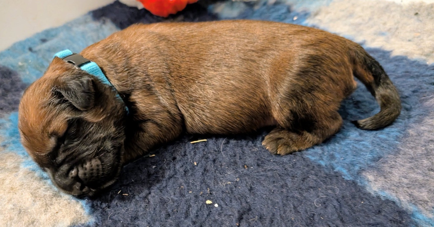 du Jardin aux Eglantines - Chiots disponibles - Berger de Brie