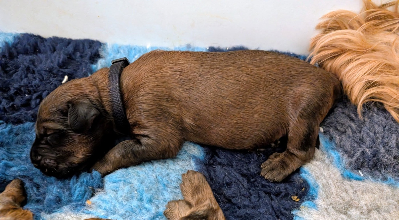 du Jardin aux Eglantines - Chiots disponibles - Berger de Brie