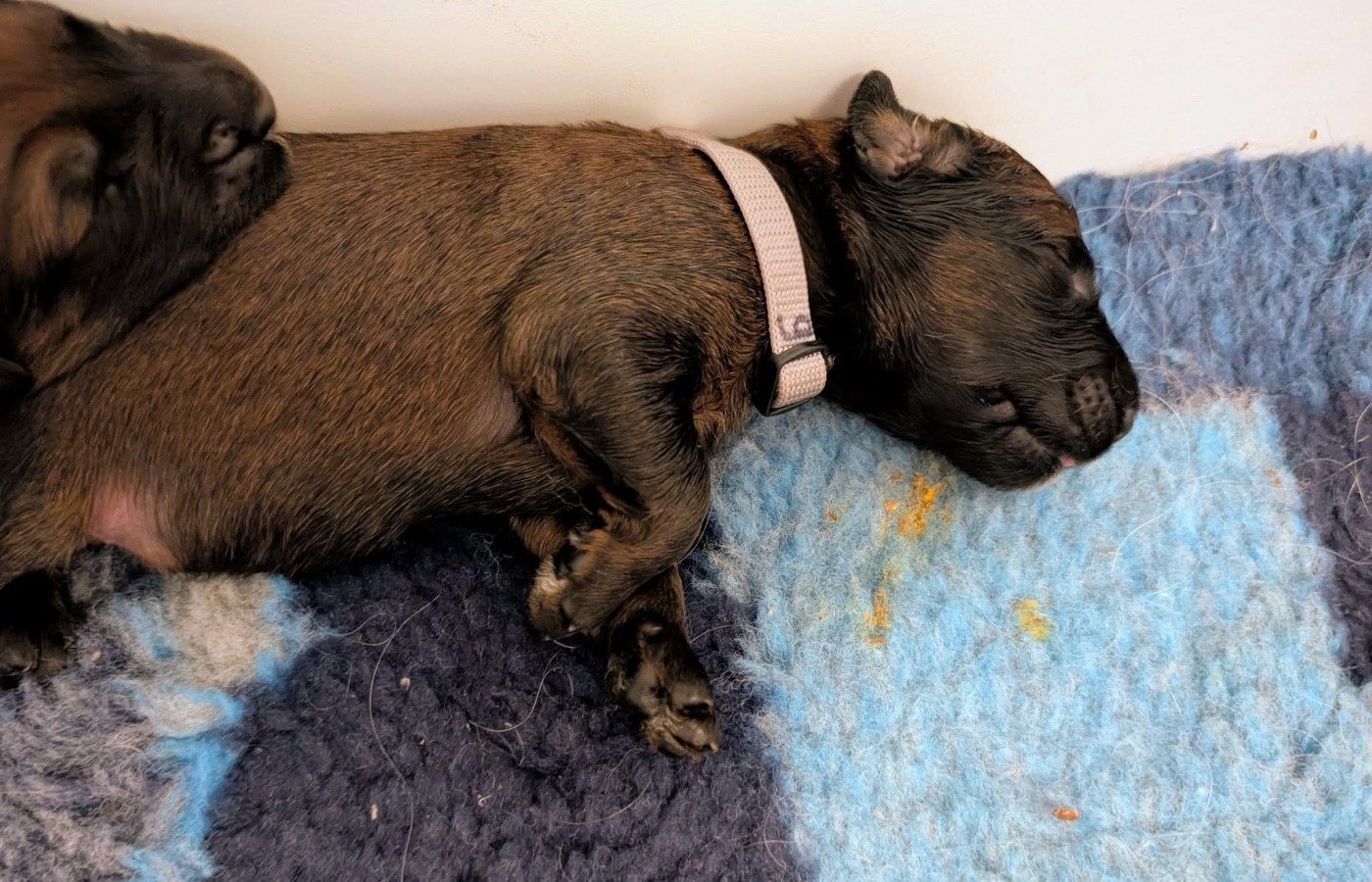 du Jardin aux Eglantines - Chiots disponibles - Berger de Brie