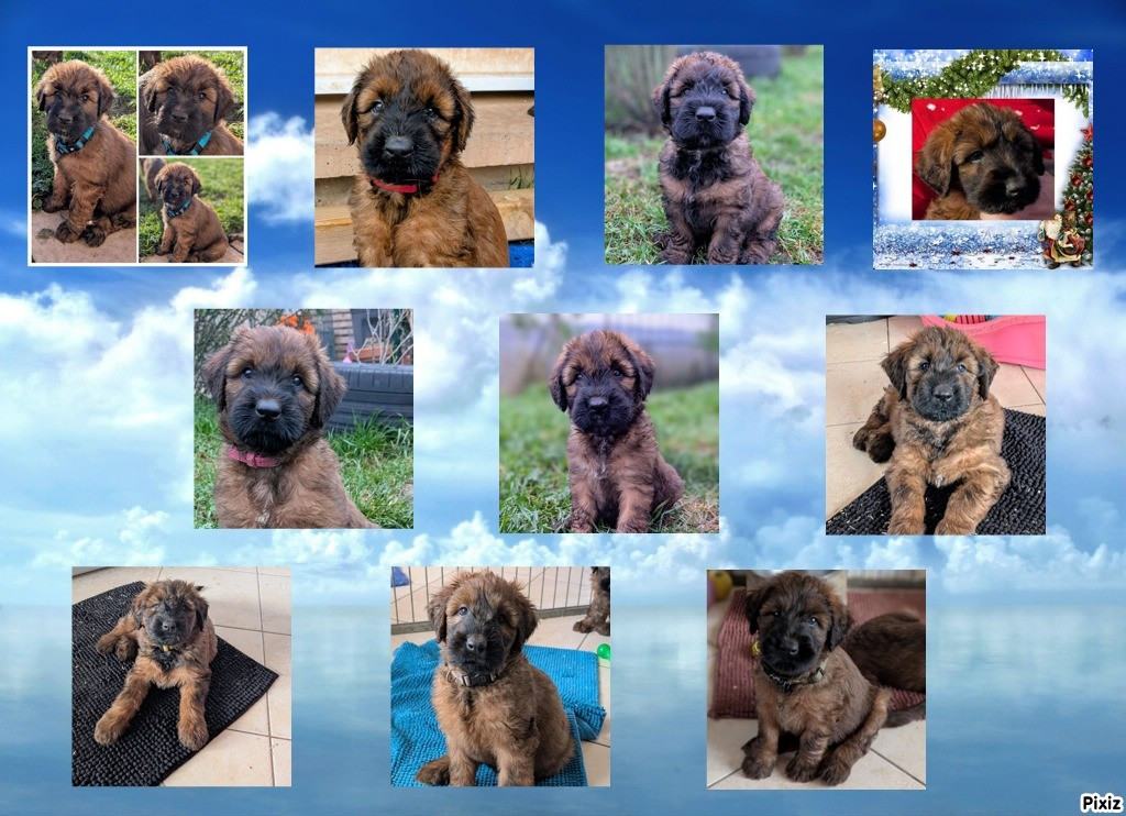 Chiot Berger de Brie du Jardin aux Eglantines