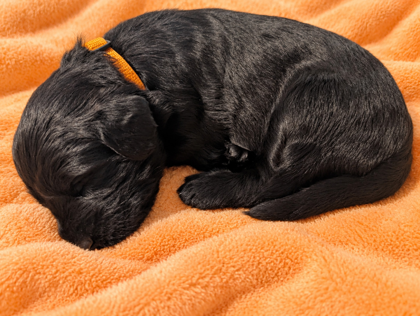 du Jardin aux Eglantines - Chiots disponibles - Berger de Brie