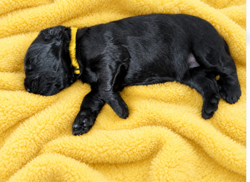 du Jardin aux Eglantines - Chiots disponibles - Berger de Brie