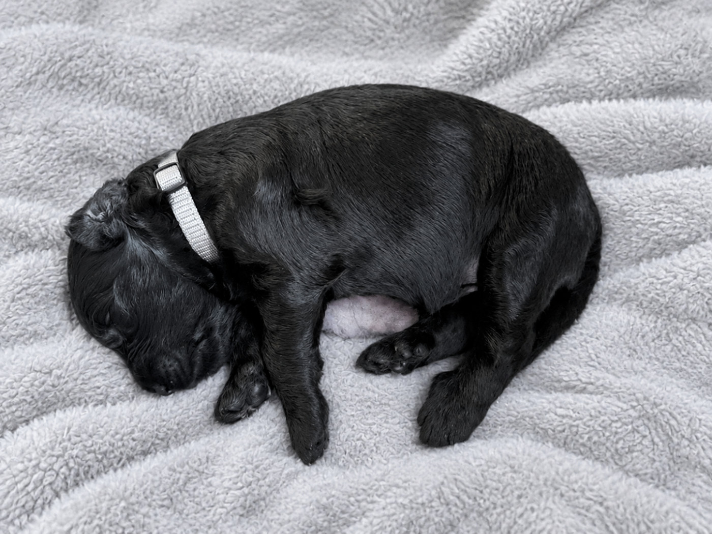 du Jardin aux Eglantines - Chiots disponibles - Berger de Brie