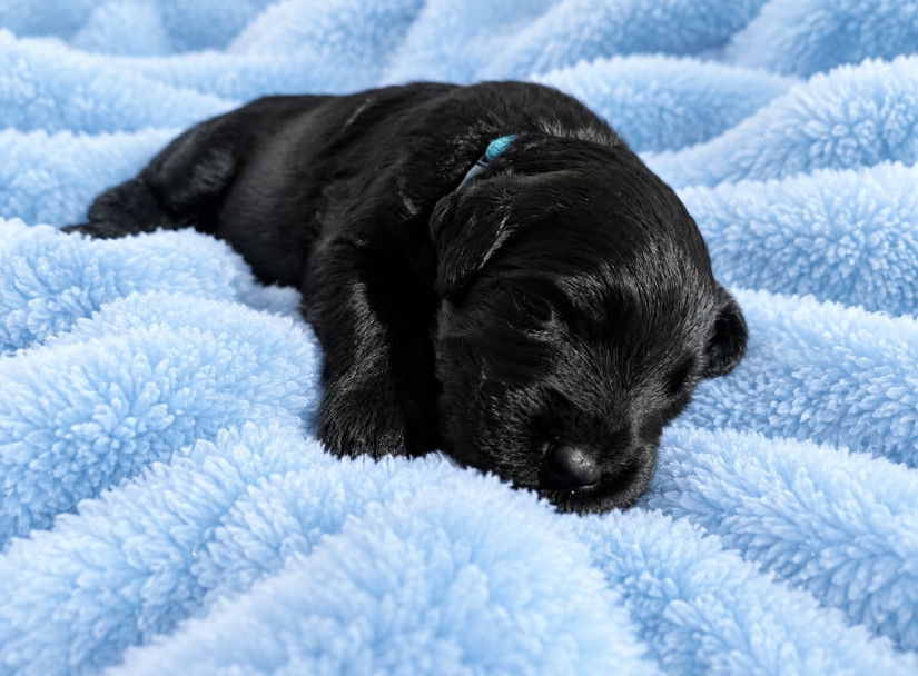 du Jardin aux Eglantines - Chiots disponibles - Berger de Brie