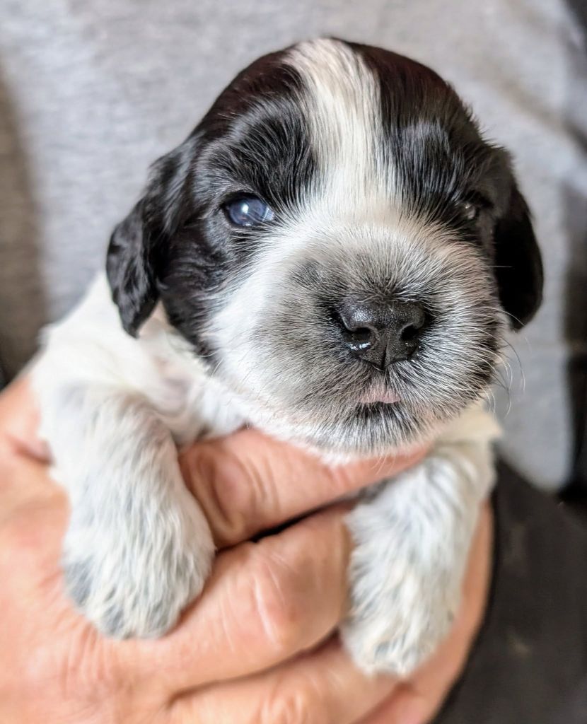 du Jardin aux Eglantines - Chiots disponibles - Schapendoes