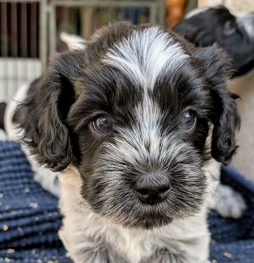 A DREAM KISS - AKA NUKKA - COLLIER ORANGE