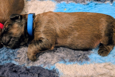 CHIOT 7 - BLEU FONCE