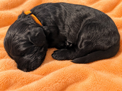 CHIOT 3 - COLLIER ORANGE