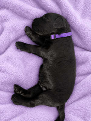 CHIOT 5 - COLLIER VIOLET