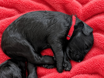 CHIOT 2 - COLLIER ROUGE