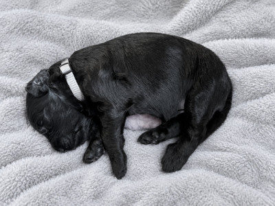 CHIOT 4 - COLLIER GRIS