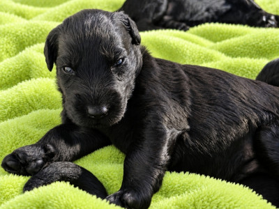 CHIOT 6 - COLLIER VERT