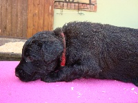 ENZO (EXPORT - SUISSE)
