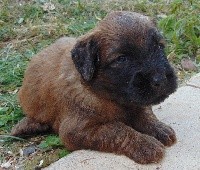 OWEN. COLLIER VIOLET