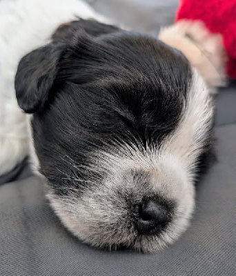 AMELIE MEME - CHIOT COLLIER BRUN
