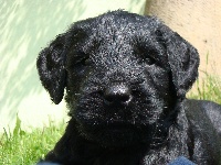 EMILE (EXPORT - ALLEMAGNE) 