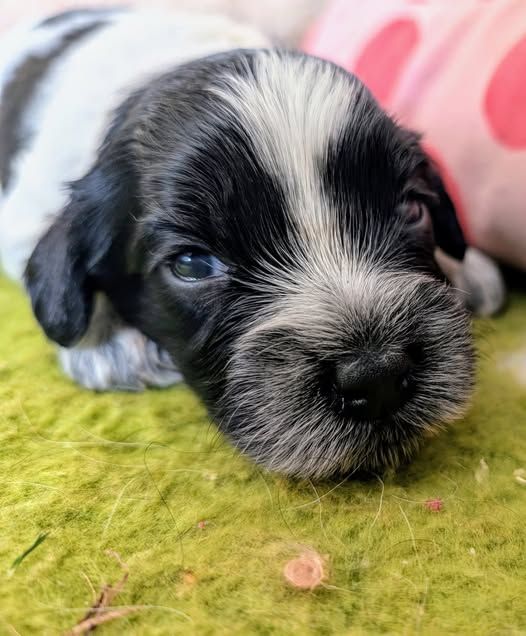 du Jardin aux Eglantines - Chiots disponibles - Schapendoes