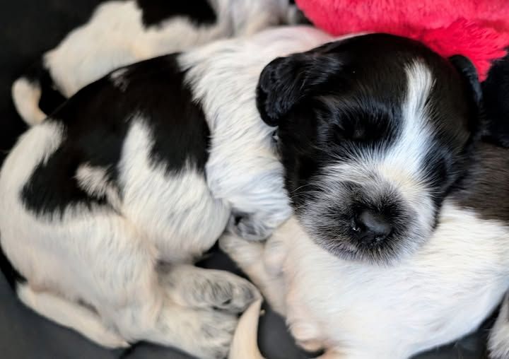 du Jardin aux Eglantines - Chiots disponibles - Schapendoes