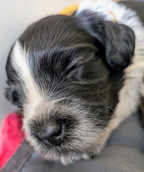 du Jardin aux Eglantines - Chiots disponibles - Schapendoes